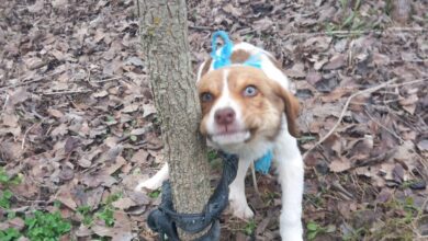 Κτηνωδία-στην-Καρδίτσα:-Κακοποίησαν-σεξουαλικά-κουτάβι-και-το-παράτησαν-δεμένο-σε-δέντρο