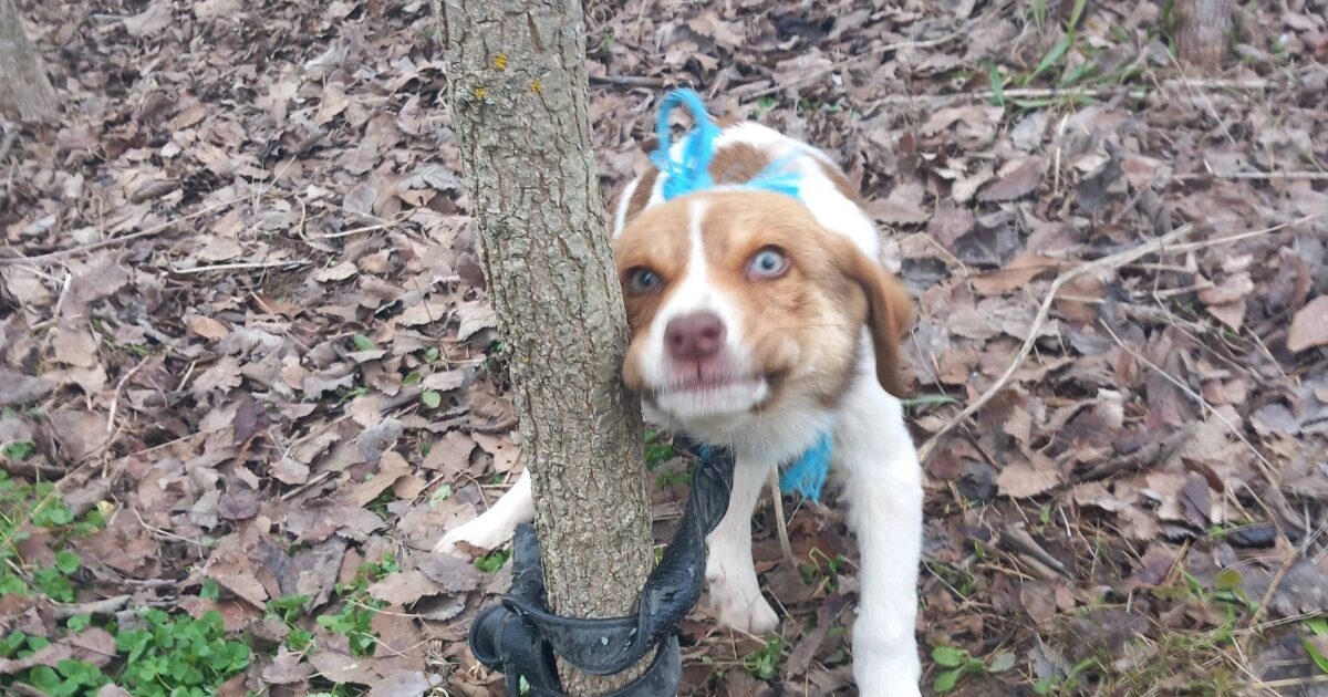 Κτηνωδία-στην-Καρδίτσα:-Κακοποίησαν-σεξουαλικά-κουτάβι-και-το-παράτησαν-δεμένο-σε-δέντρο