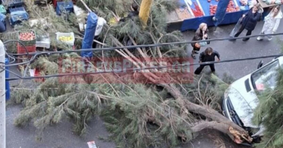 Δέντρο-έπεσε-σε-λαϊκή-αγορά-στον-Πειραιά-–-Δεν-υπήρξαν-τραυματισμοί