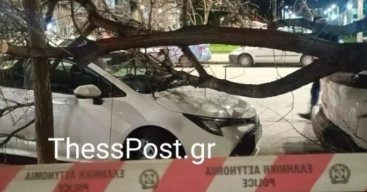Θεσσαλονίκη:-Δεκάδες-πτώσεις-δέντρων-από-τους-θυελλώδεις-ανέμους-–-Ακυρώθηκαν-πτήσεις-στο-«Μακεδονία»