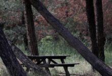 Θεσσαλονίκη:-Πανέμορφο-ζευγάρι-ζαρκαδιών-εντοπίστηκε-για-πρώτη-φόρα-στο-Σέιχ-Σου