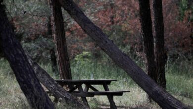 Θεσσαλονίκη:-Πανέμορφο-ζευγάρι-ζαρκαδιών-εντοπίστηκε-για-πρώτη-φόρα-στο-Σέιχ-Σου