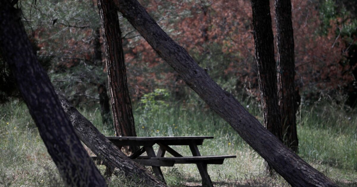 Θεσσαλονίκη:-Πανέμορφο-ζευγάρι-ζαρκαδιών-εντοπίστηκε-για-πρώτη-φόρα-στο-Σέιχ-Σου