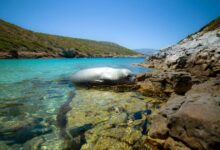 Τήνος:-Φώκια-κολυμπά-και-κάνει-παιχνίδια-στο-λιμάνι