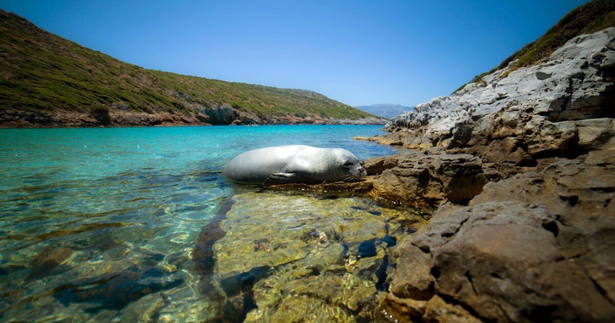 Τήνος:-Φώκια-κολυμπά-και-κάνει-παιχνίδια-στο-λιμάνι