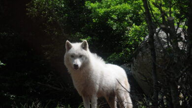 Τατόι:-«Με-δάγκωσε-και-μου-έσκισε-τα-ρούχα»-–-Συγκλονίζει-η-περιγραφή-του-άνδρα-που-δέχτηκε-επίθεση-από-λύκο