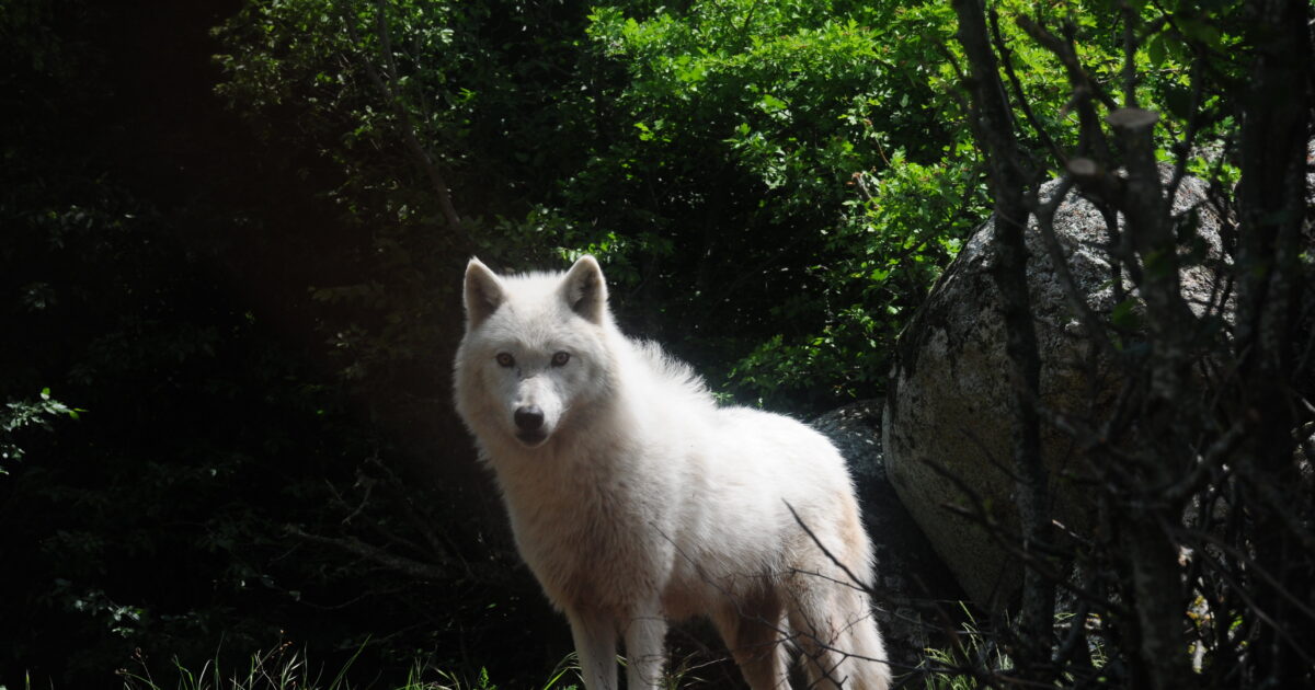 Τατόι:-«Με-δάγκωσε-και-μου-έσκισε-τα-ρούχα»-–-Συγκλονίζει-η-περιγραφή-του-άνδρα-που-δέχτηκε-επίθεση-από-λύκο