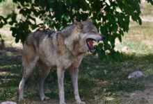 Λύκοι-στην-Αττική:-Τι-πρέπει-να-κάνετε-αν-βρεθείτε-αντιμέτωποι-με-το-ζώο