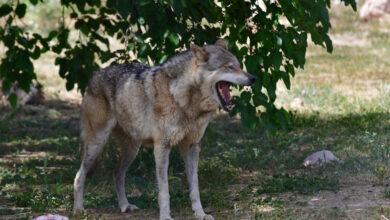 Λύκοι-στην-Αττική:-Τι-πρέπει-να-κάνετε-αν-βρεθείτε-αντιμέτωποι-με-το-ζώο
