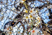 Καιρός-–-Τσατραφύλλιας:-Ο-Μάρτης-έρχεται-και-φέρνει-την-άνοιξη-χωρίς-ισχυρές-βροχές-και-χιόνια