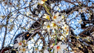 Καιρός-–-Τσατραφύλλιας:-Ο-Μάρτης-έρχεται-και-φέρνει-την-άνοιξη-χωρίς-ισχυρές-βροχές-και-χιόνια