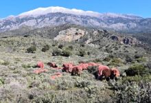 Κρήτη:-Κόκκινα-αρνιά-ως-μέρος-της-παράδοσης-αλλά-και-ως-αντικλεπτική-πρακτική