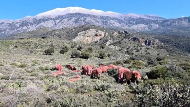 Κρήτη:-Κόκκινα-αρνιά-ως-μέρος-της-παράδοσης-αλλά-και-ως-αντικλεπτική-πρακτική