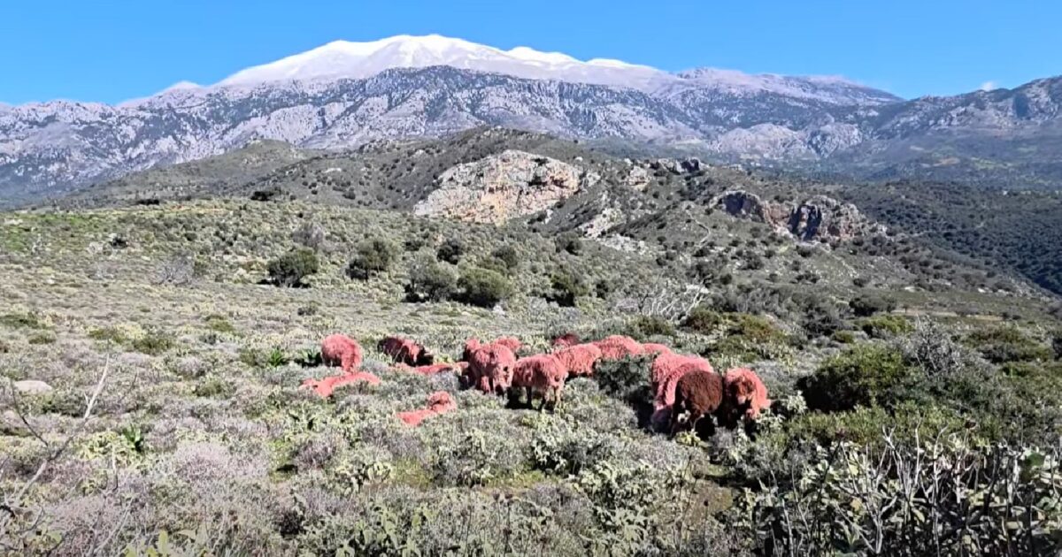 Κρήτη:-Κόκκινα-αρνιά-ως-μέρος-της-παράδοσης-αλλά-και-ως-αντικλεπτική-πρακτική