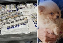 ΑΑΔΕ:-Τα-x-ray-και-ο-Έλβις-έβγαλαν-λαβράκια-–-Εκατομμύρια-λαθραία-τσιγάρα,-ναρκωτικά-και-αδήλωτο-συνάλλαγμα