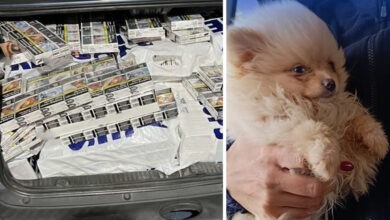 ΑΑΔΕ:-Τα-x-ray-και-ο-Έλβις-έβγαλαν-λαβράκια-–-Εκατομμύρια-λαθραία-τσιγάρα,-ναρκωτικά-και-αδήλωτο-συνάλλαγμα