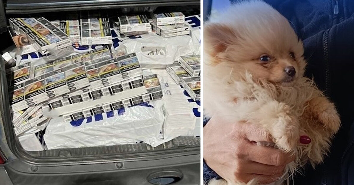 ΑΑΔΕ:-Τα-x-ray-και-ο-Έλβις-έβγαλαν-λαβράκια-–-Εκατομμύρια-λαθραία-τσιγάρα,-ναρκωτικά-και-αδήλωτο-συνάλλαγμα