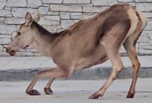 Πάρνηθα:-Ελαφίνα-βρέθηκε-τραυματισμένη-στο-πάρκινγκ-του-τελεφερίκ