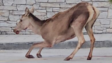 Πάρνηθα:-Ελαφίνα-βρέθηκε-τραυματισμένη-στο-πάρκινγκ-του-τελεφερίκ