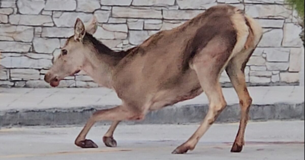 Πάρνηθα:-Ελαφίνα-βρέθηκε-τραυματισμένη-στο-πάρκινγκ-του-τελεφερίκ