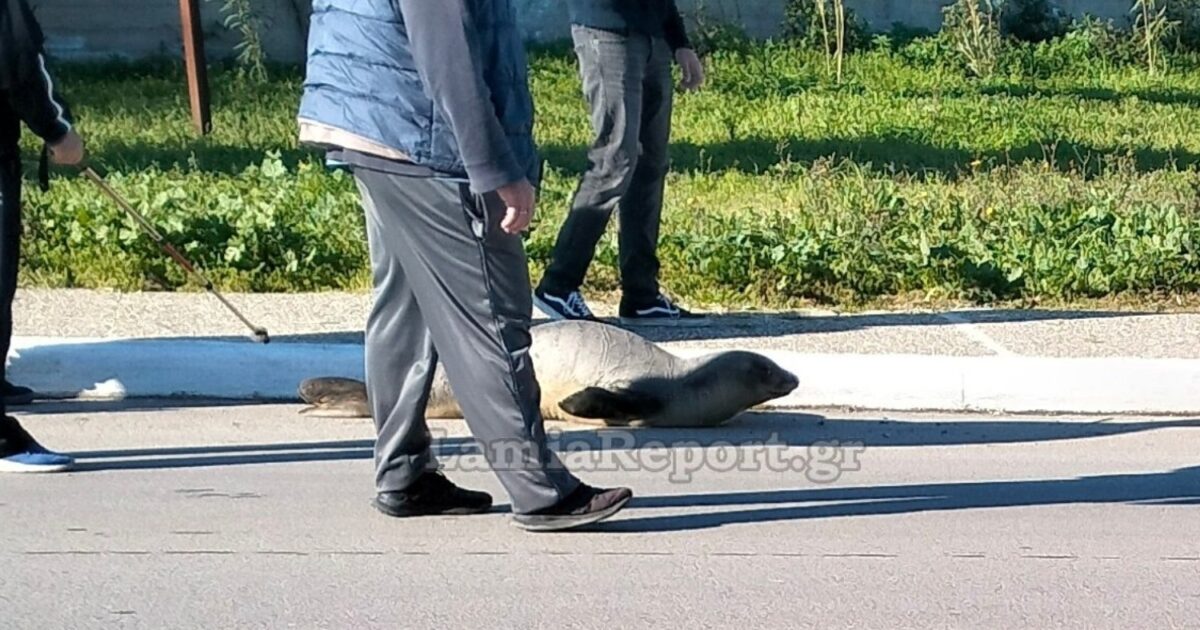 Φθιώτιδα:-Βρήκαν-φώκια-να-κάνει-«βόλτες»-στη-μέση-του-δρόμου-–-Δείτε-φωτογραφίες