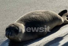 Φθιώτιδα:-Οι-βόλτες-της-φώκιας-στην-Αρκίτσα-και-η-επιστροφή-της-στην-θάλασσα