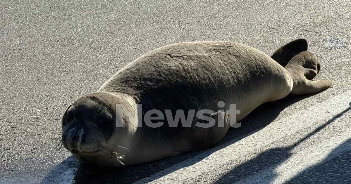Φθιώτιδα:-Οι-βόλτες-της-φώκιας-στην-Αρκίτσα-και-η-επιστροφή-της-στην-θάλασσα