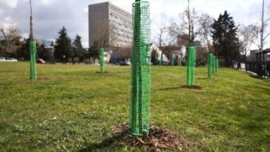 ΑΠΘ:-500-δέντρα-φυτεύτηκαν-στο-campus,-στη-μνήμη-φοιτητών-που-χάθηκαν-στα-Τέμπη