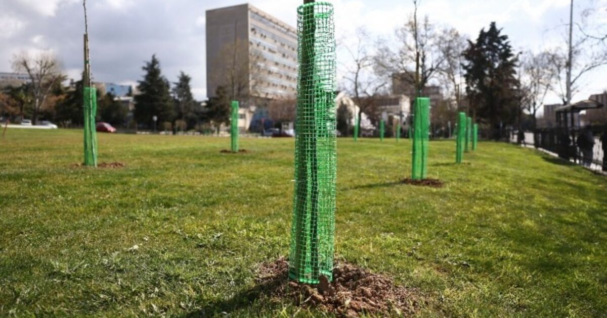 ΑΠΘ:-500-δέντρα-φυτεύτηκαν-στο-campus,-στη-μνήμη-φοιτητών-που-χάθηκαν-στα-Τέμπη