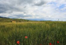 Καιρός-αύριο:-Υψηλές-θερμοκρασίες-και-6-μποφόρ-στο-Αιγαίο