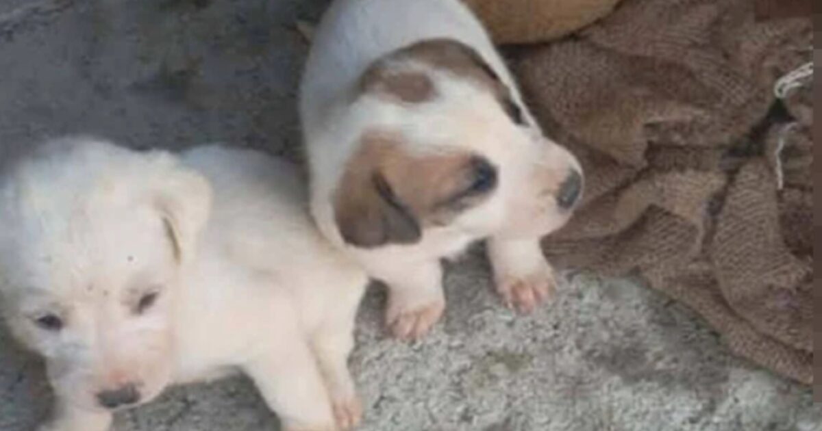 Αμαλιάδα:-Τσουβάλιασαν-κουτάβια-και-τα-πέταξαν-μέσα-σε-λίμνη