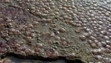 Εύβοια:-Με-μέδουσες-γέμισε-παραλία