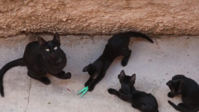 Αδιανόητη-κτηνωδία-στην-Εύβοια:-Σκότωσαν-20-γάτες-και-άλλες-10-έχουν-εξαφανιστεί