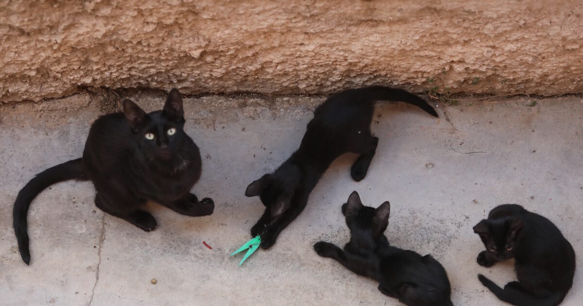 Αδιανόητη-κτηνωδία-στην-Εύβοια:-Σκότωσαν-20-γάτες-και-άλλες-10-έχουν-εξαφανιστεί