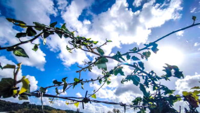 Καιρός-αύριο:-Άνοδος-της-θερμοκρασίας-και-μποφόρ-στο-Αιγαίο