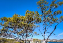 Καιρός-αύριο:-Ανοιξιάτικο-σκηνικό-με-τη-θερμοκρασία-στους-19-βαθμούς