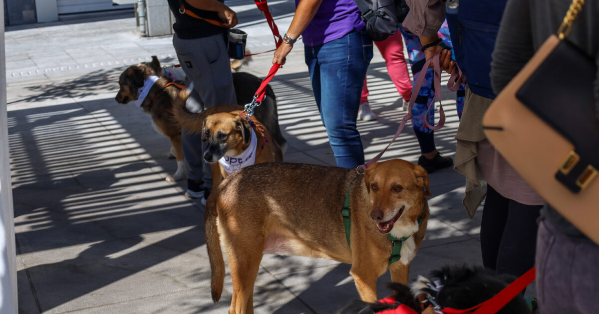 Επαναπατρισμοί-από-Μέση-Ανατολή:-Ειδική-πτήση-από-το-Ντουμπάι-για-πολίτες-με-κατοικίδια