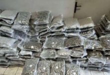 Τρεις-συλλήψεις-για-διακίνηση-ναρκωτικών-αξίας-750.000-ευρώ:-Κατασχέθηκαν-πάνω-από-120-κιλά-κάνναβης-από-την-Ισπανία