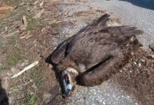 Νεκροί-μαυρογύπες-και-λύκος-στο-Δάσος-της-Δαδιάς-από-πιθανή-δηλητηρίαση