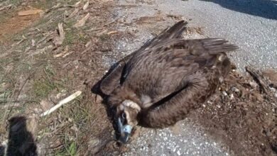 Νεκροί-μαυρογύπες-και-λύκος-στο-Δάσος-της-Δαδιάς-από-πιθανή-δηλητηρίαση