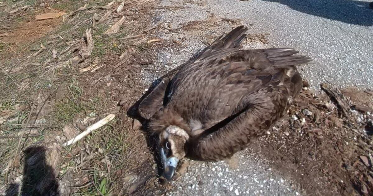 Νεκροί-μαυρογύπες-και-λύκος-στο-Δάσος-της-Δαδιάς-από-πιθανή-δηλητηρίαση