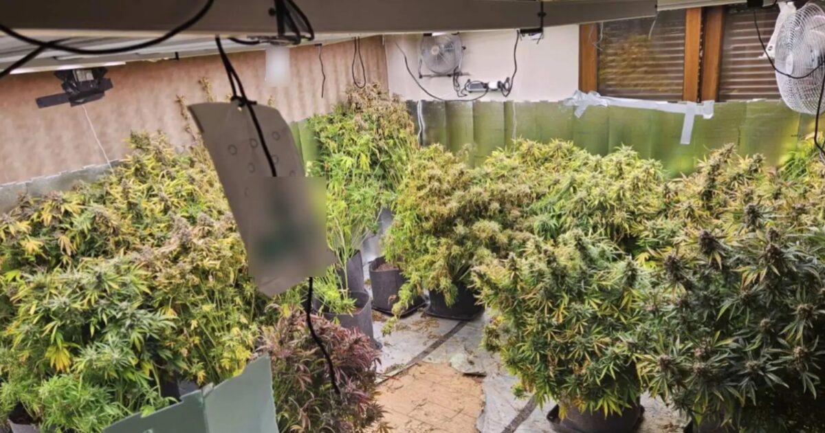 Θεσσαλονίκη:-Είχαν-μετατρέψει-μονοκατοικία-σε-εργαστήριο-υδροπονικής-κάνναβης-–-Δύο-συλλήψεις