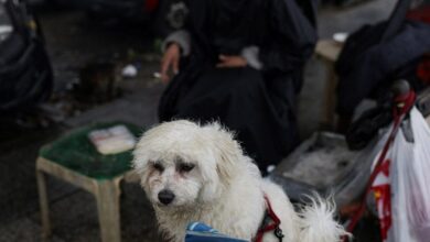 Πτήση-επαναπατρισμού-Αθήνα-Ντουμπάι-από-το-ΥΠΕΞ-για-κατοικίδια-και-τους-ιδιοκτήτες-τους