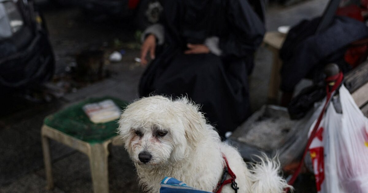 Πτήση-επαναπατρισμού-Αθήνα-Ντουμπάι-από-το-ΥΠΕΞ-για-κατοικίδια-και-τους-ιδιοκτήτες-τους