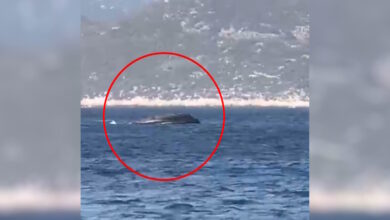 Τα-σενάρια-πίσω-από-τη-βύθιση-του-σκάφους-της-frontex-στο-Καστελόριζο-–-Ο-επικίνδυνος-ελιγμός,-η-ξέρα-και-τα-βράχια-της-νησίδας-Ψαρωδιά