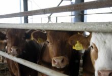 Αφθώδης-πυρετός:-Επιβεβαιωμένο-κρούσμα-σε-βοoειδή-στη-Λέσβο-–-Σχέδιο-έκτακτης-ανάγκης-από-το-υπουργείο-Αγροτικής-Ανάπτυξης