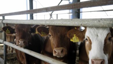 Αφθώδης-πυρετός:-Επιβεβαιωμένο-κρούσμα-σε-βοoειδή-στη-Λέσβο-–-Σχέδιο-έκτακτης-ανάγκης-από-το-υπουργείο-Αγροτικής-Ανάπτυξης