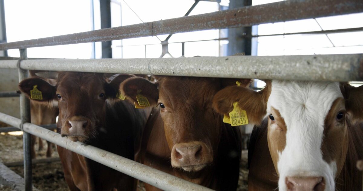 Αφθώδης-πυρετός:-Επιβεβαιωμένο-κρούσμα-σε-βοoειδή-στη-Λέσβο-–-Σχέδιο-έκτακτης-ανάγκης-από-το-υπουργείο-Αγροτικής-Ανάπτυξης