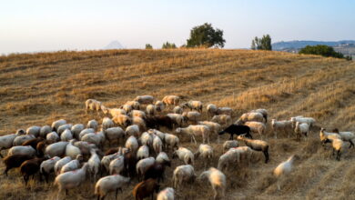 Αφθώδης-πυρετός:-Δέκα-ερωταπαντήσεις-για-το-νόσημα-«θερίζει»-αιγοπρόβατα,-γουρούνια-και-βοοειδή