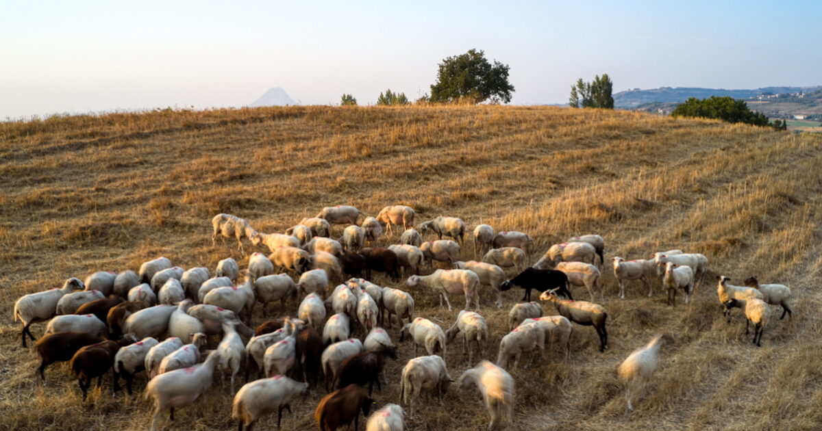 Αφθώδης-πυρετός:-Δέκα-ερωταπαντήσεις-για-το-νόσημα-«θερίζει»-αιγοπρόβατα,-γουρούνια-και-βοοειδή